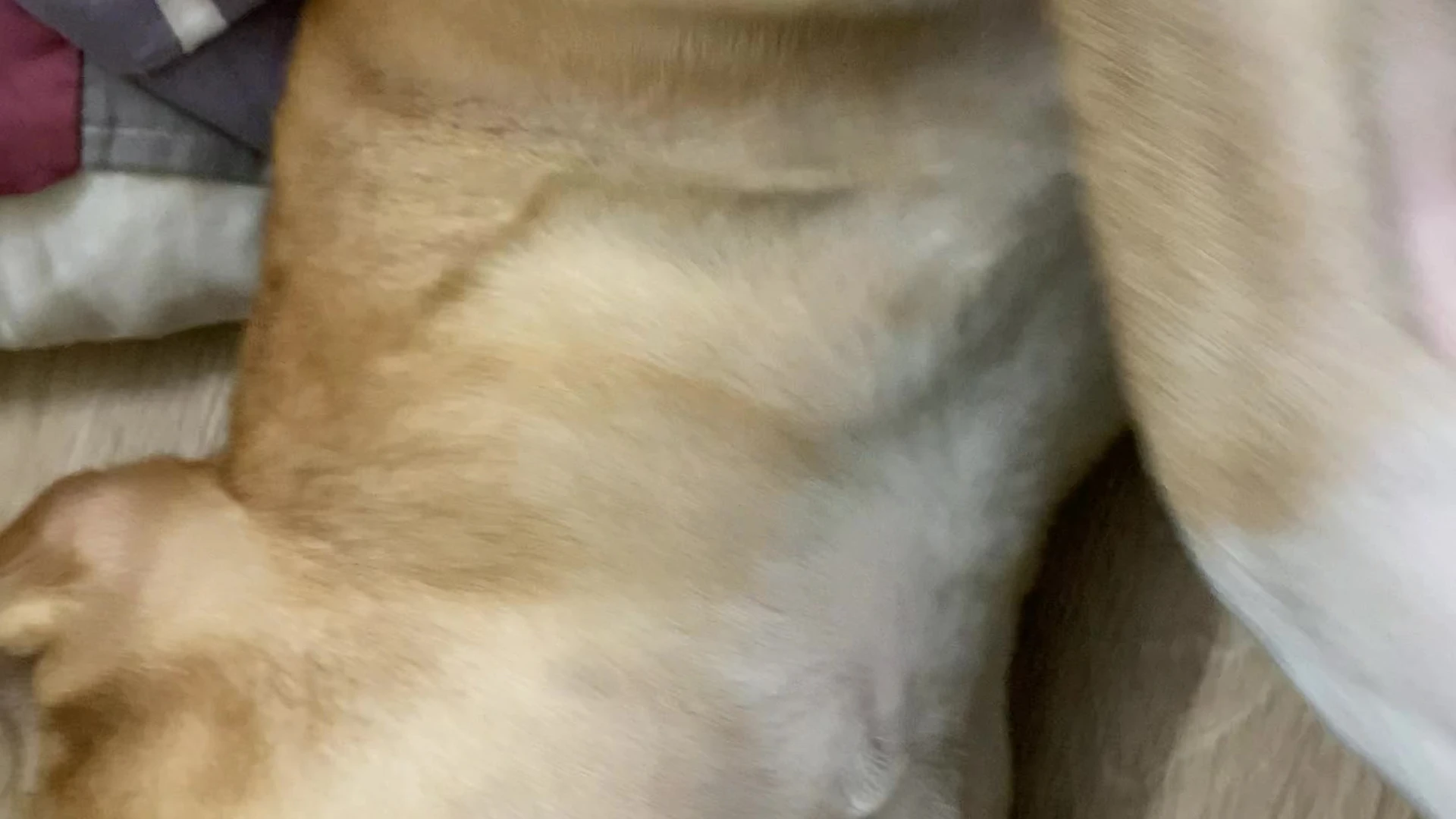 uyuy2907 pussy