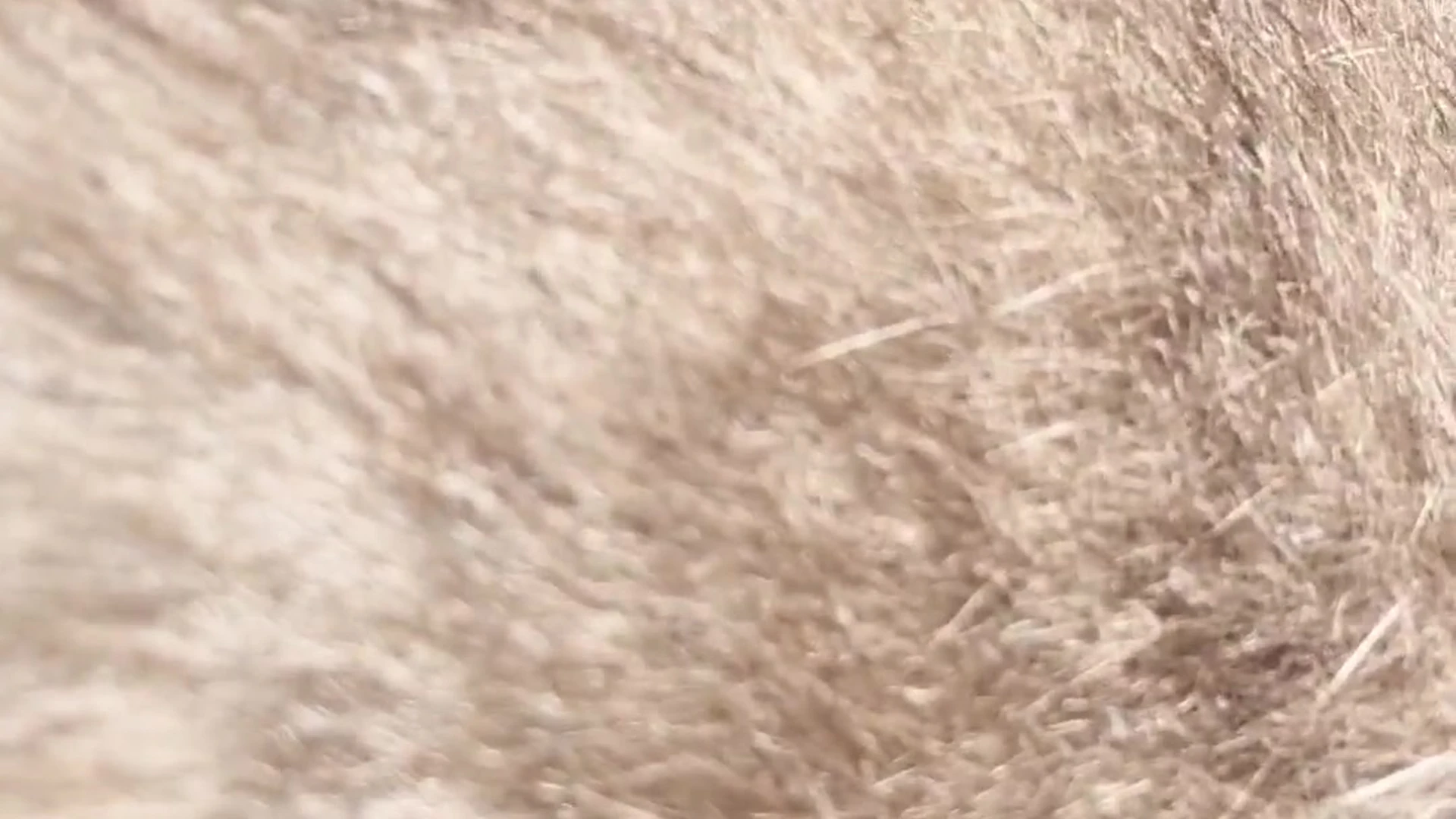 raggedold NicoleBun Leaked full vid Epic