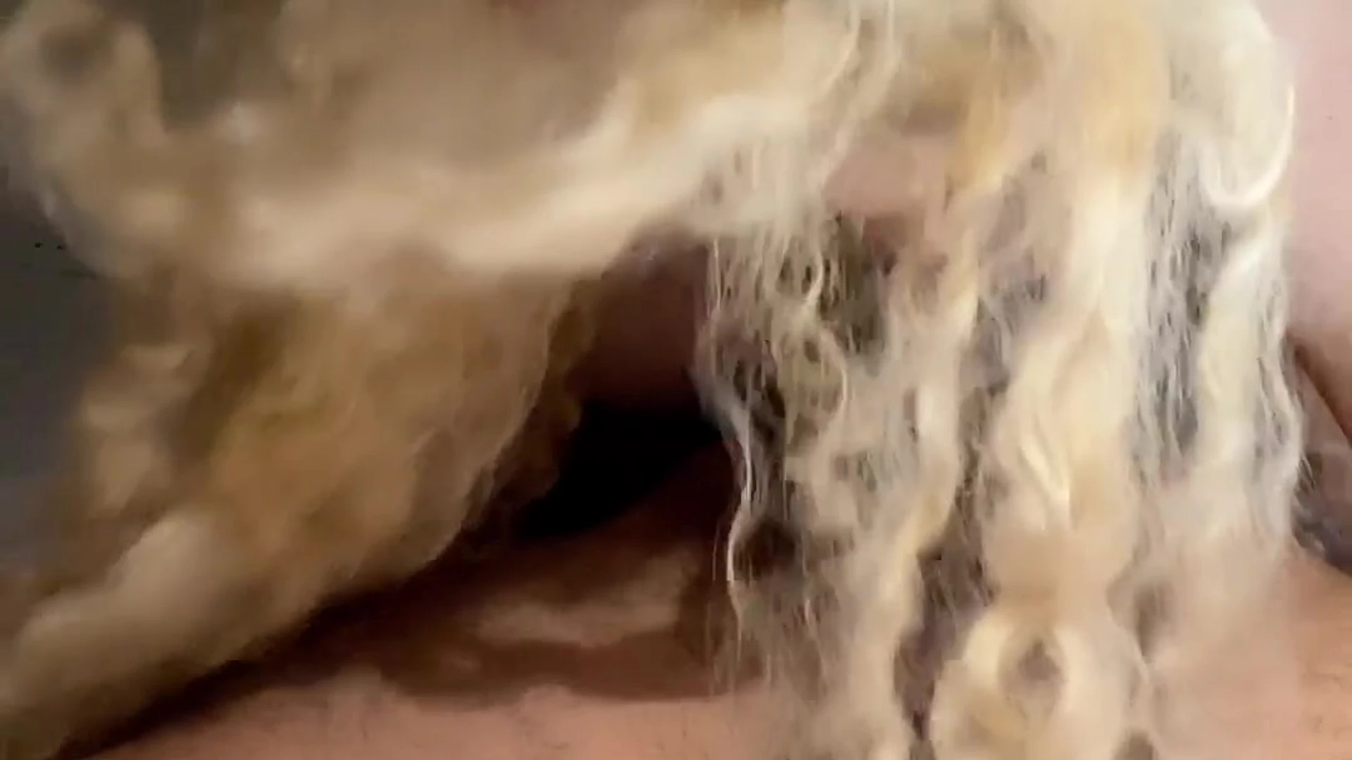 nan sucking Aruwba XXX