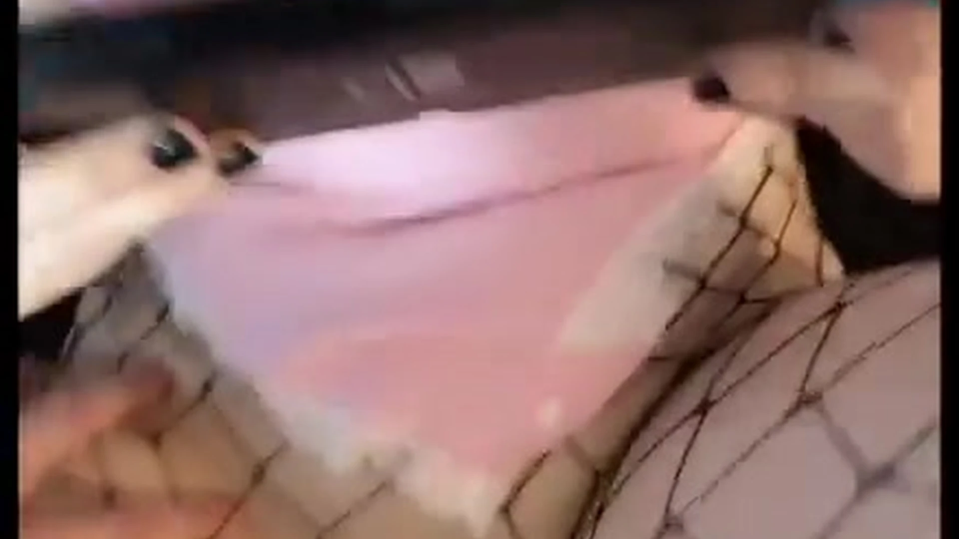 hussy Honeymomo Nymph Nudes leak Vid